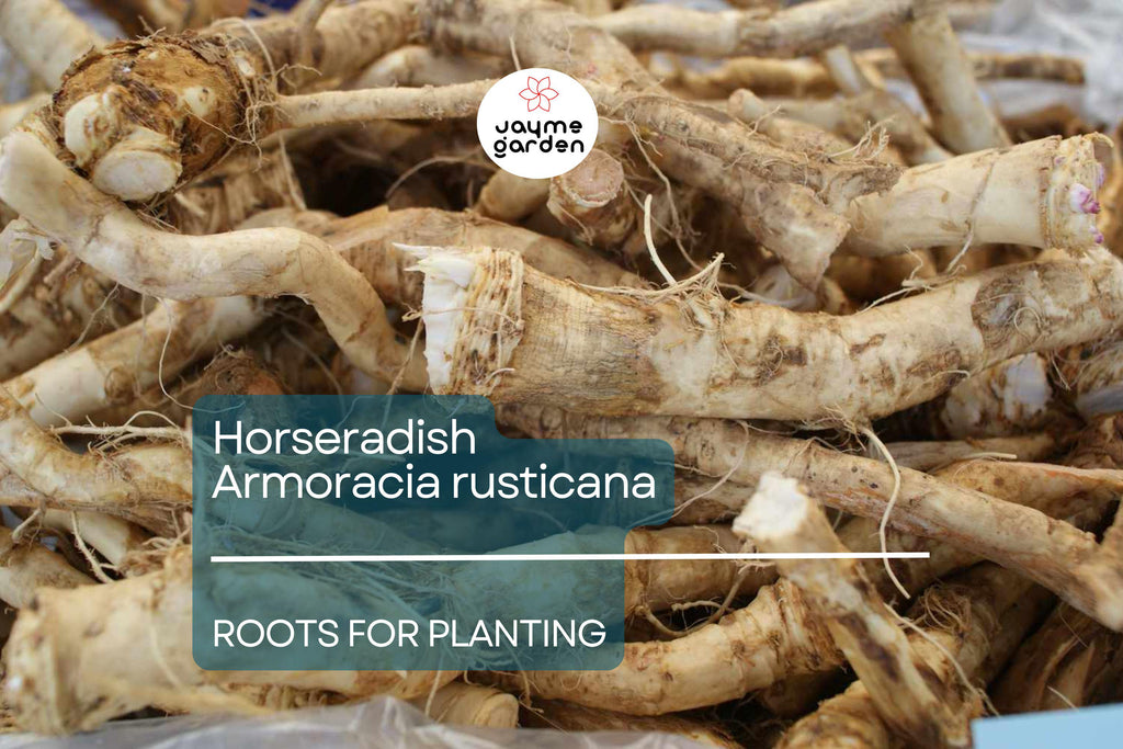 2 Horseradish Roots for Planting - Large Crowns Armoracia rusticana - Garden Perennial for Fresh Horseradish, DIY Plant Gift, Growing Guide