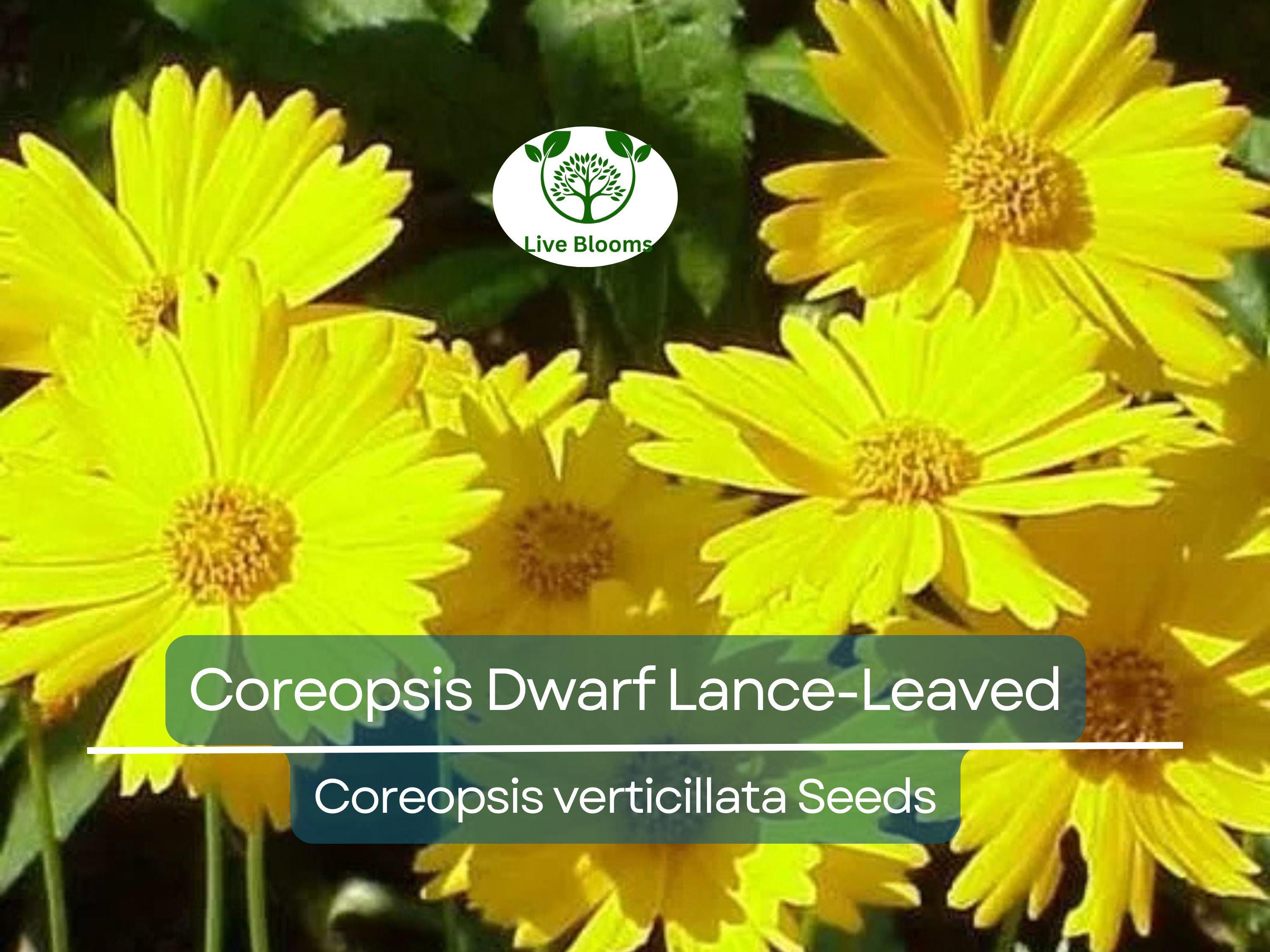 500 Seeds Coreopsis Dwarf Lance-Leaved Tickseed Perennial Non-GMO Butterflies Flower, Coreopsis verticillata, Yellow Garden Plants