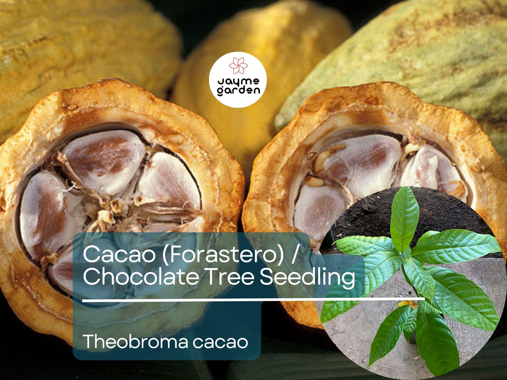 Cacao Starter Plant Seedling (Forastero, Theobroma cacao) - Live Tropical Fruit Tree 2-3 Feet - Grow Your Own Chocolate at Home