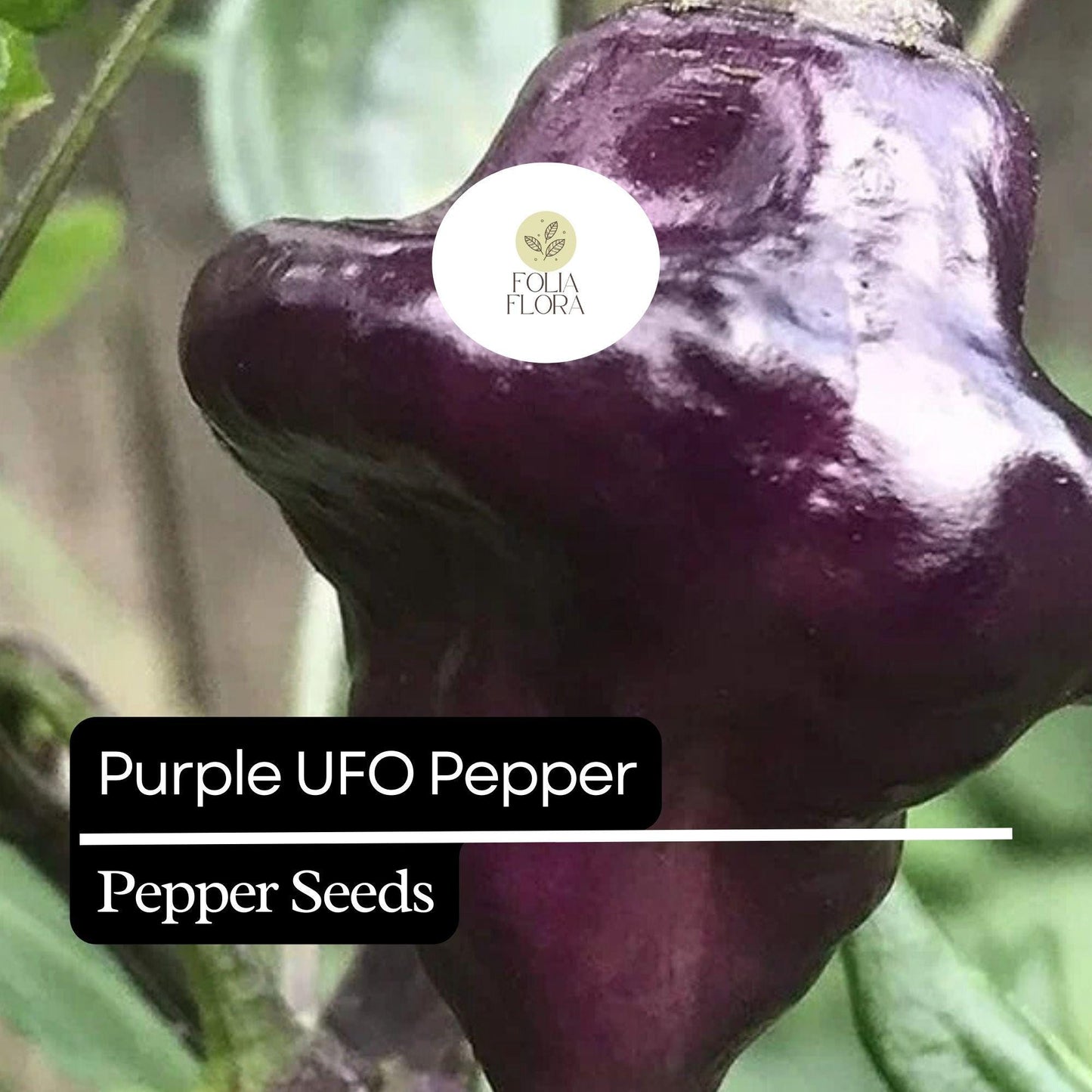 10 Purple UFO Pepper Seeds – Unique Heirloom, Mildly Spicy & Sweet, Non-GMO