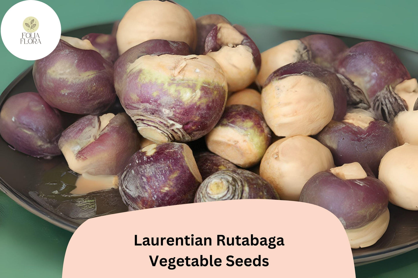 500+ Laurentian Rutabaga Seeds – Heirloom Canadian Root Vegetable Seeds for Garden Planting