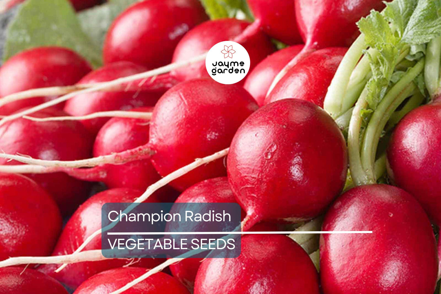 300 Champion Radish Seeds - Heirloom, Non-GMO, 1-2" Round Radishes, 6-8" Tall, Fast-Growing, USA Seller