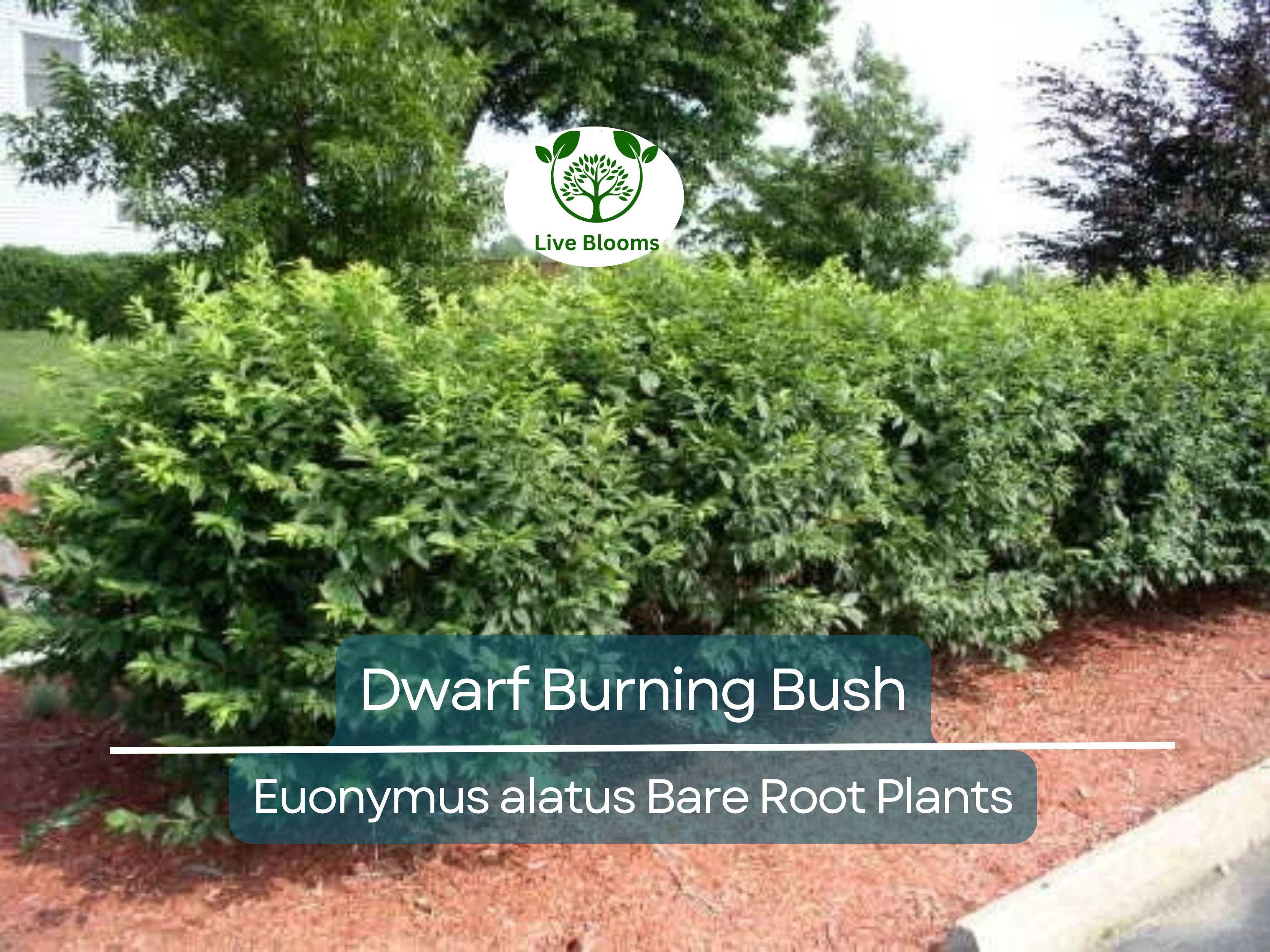 10 Dwarf Burning Bush Plants – Euonymus Alatus Bare Root Shrubs – Hardy Compact Ornamental with Brilliant Fall Color
