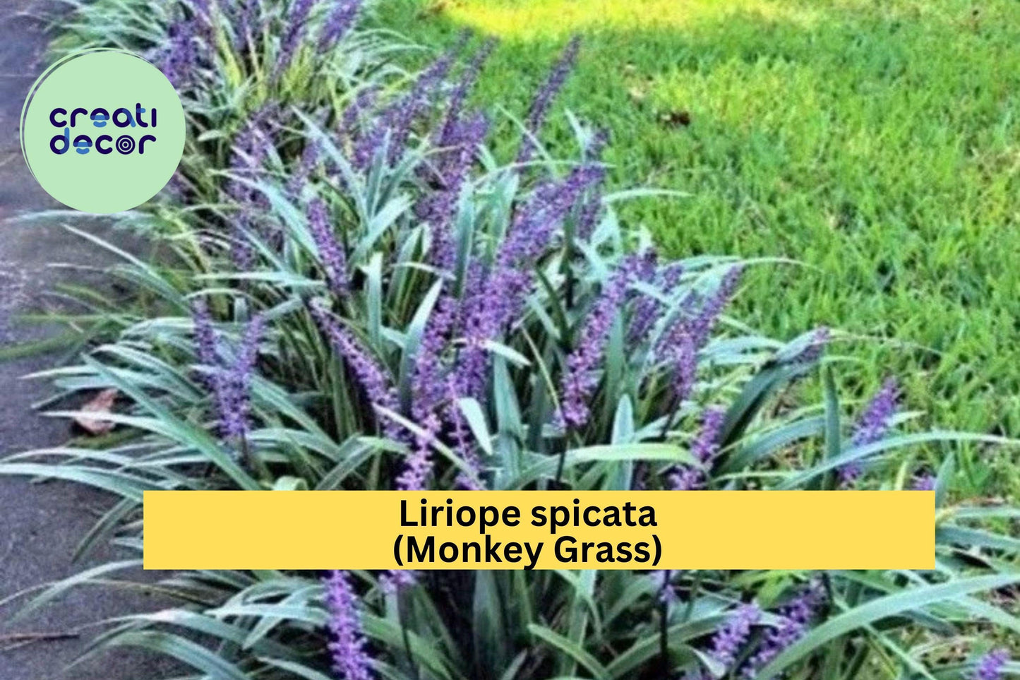 Liriope spicata Monkey Grass – 100 Bare Root Plants, Big Blue Clumping Ground Cover, Hardy Evergreen Border Grass for Landscaping Zones 5–10