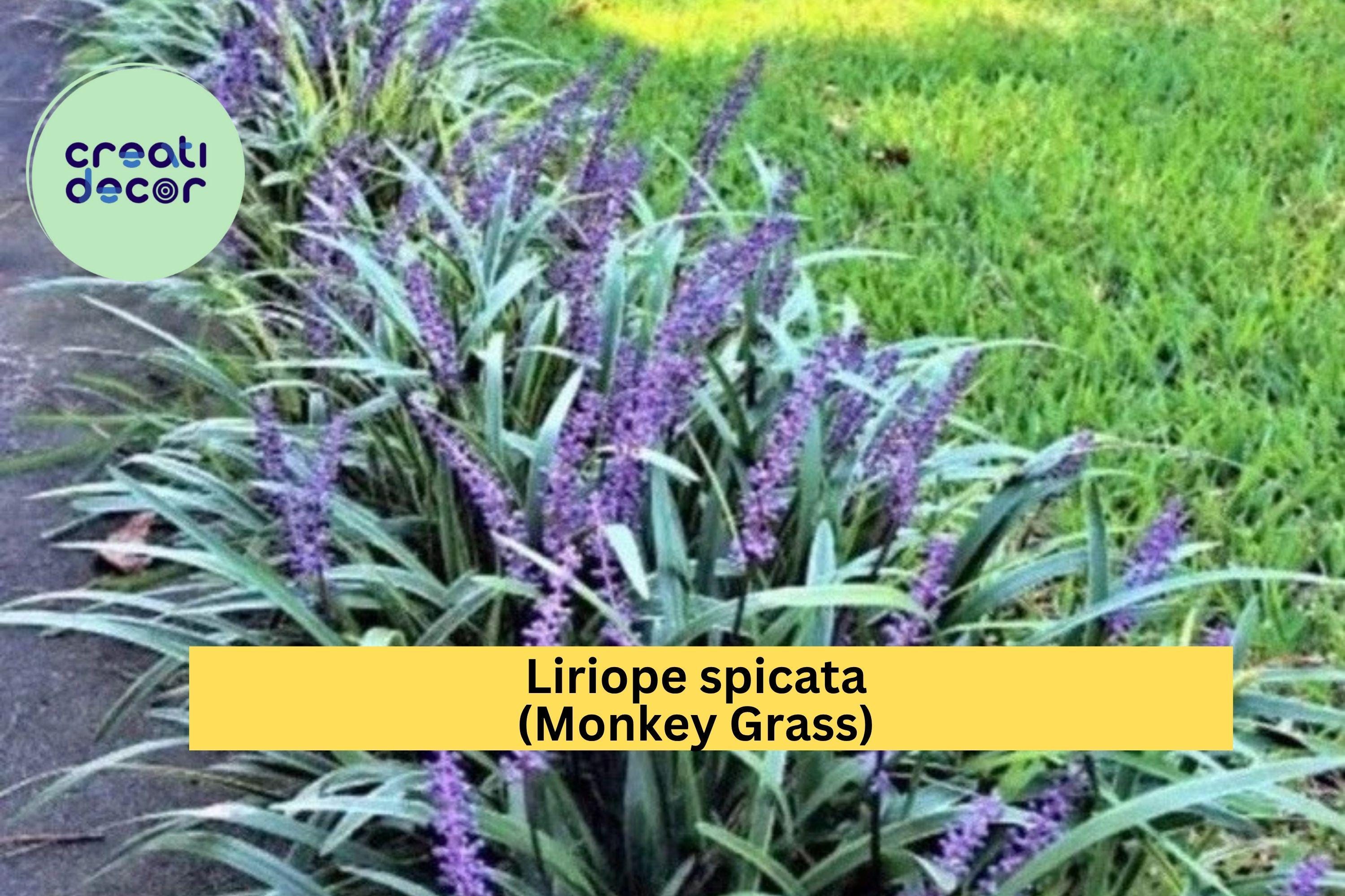 Liriope spicata Monkey Grass – 100 Bare Root Plants, Big Blue Clumping Ground Cover, Hardy Evergreen Border Grass for Landscaping Zones 5–10