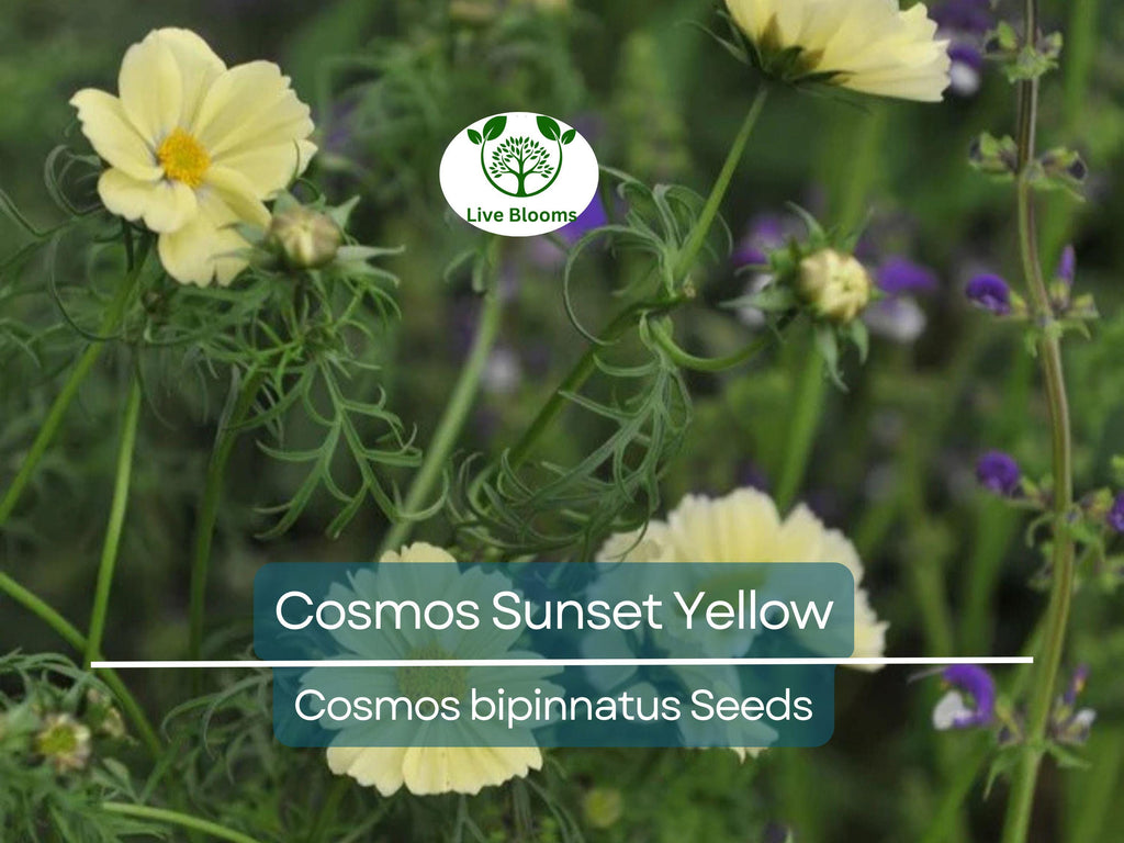 100 Seeds Cosmos Sunset Yellow – Non-GMO, Great for Cut Flowers & Containers, Bright Yellow Blooms, Easy to Grow, Ideal for Gardens