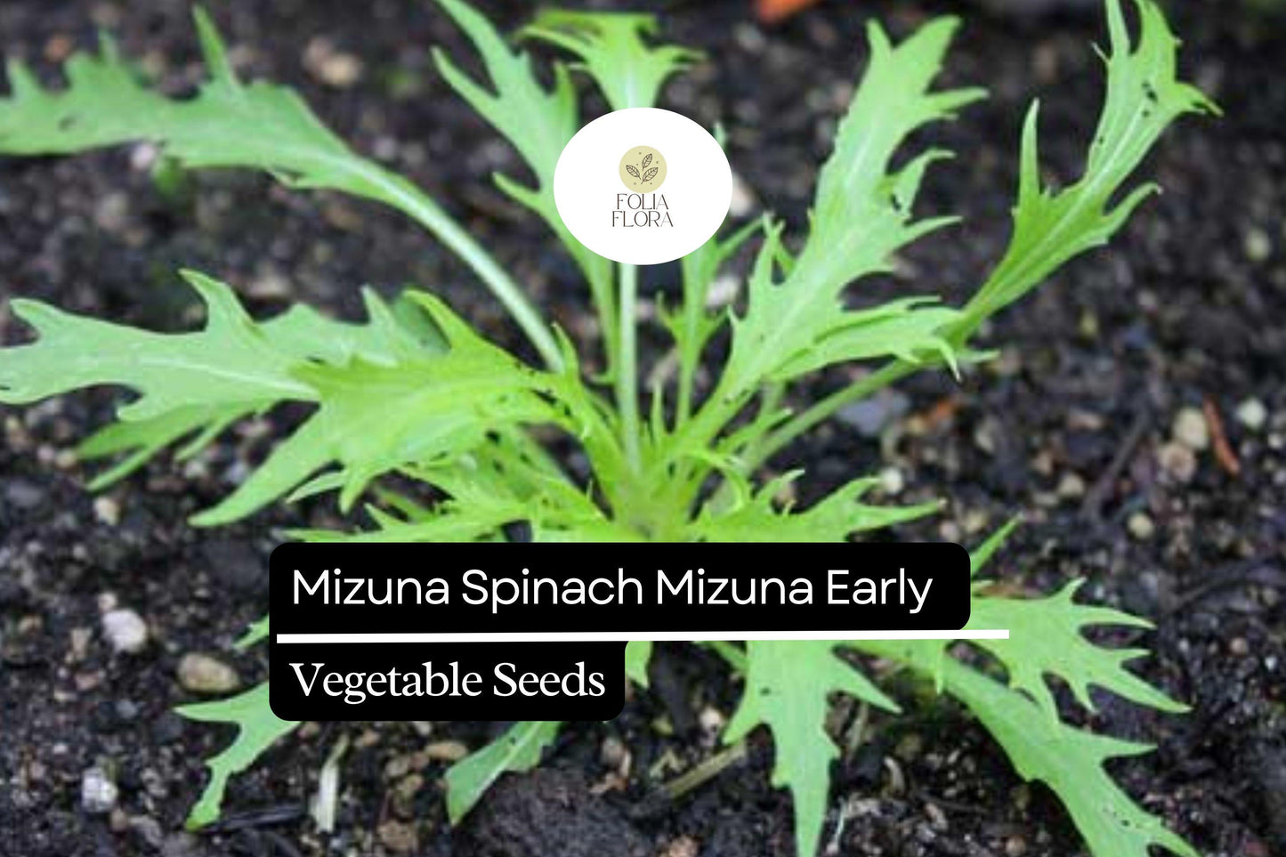 500mg Mizuna Spinach Early Seeds Brassica rapa | Nutritious, Fast-Growing, Mild Flavor, Non-GMO, Edible Greens for Salad