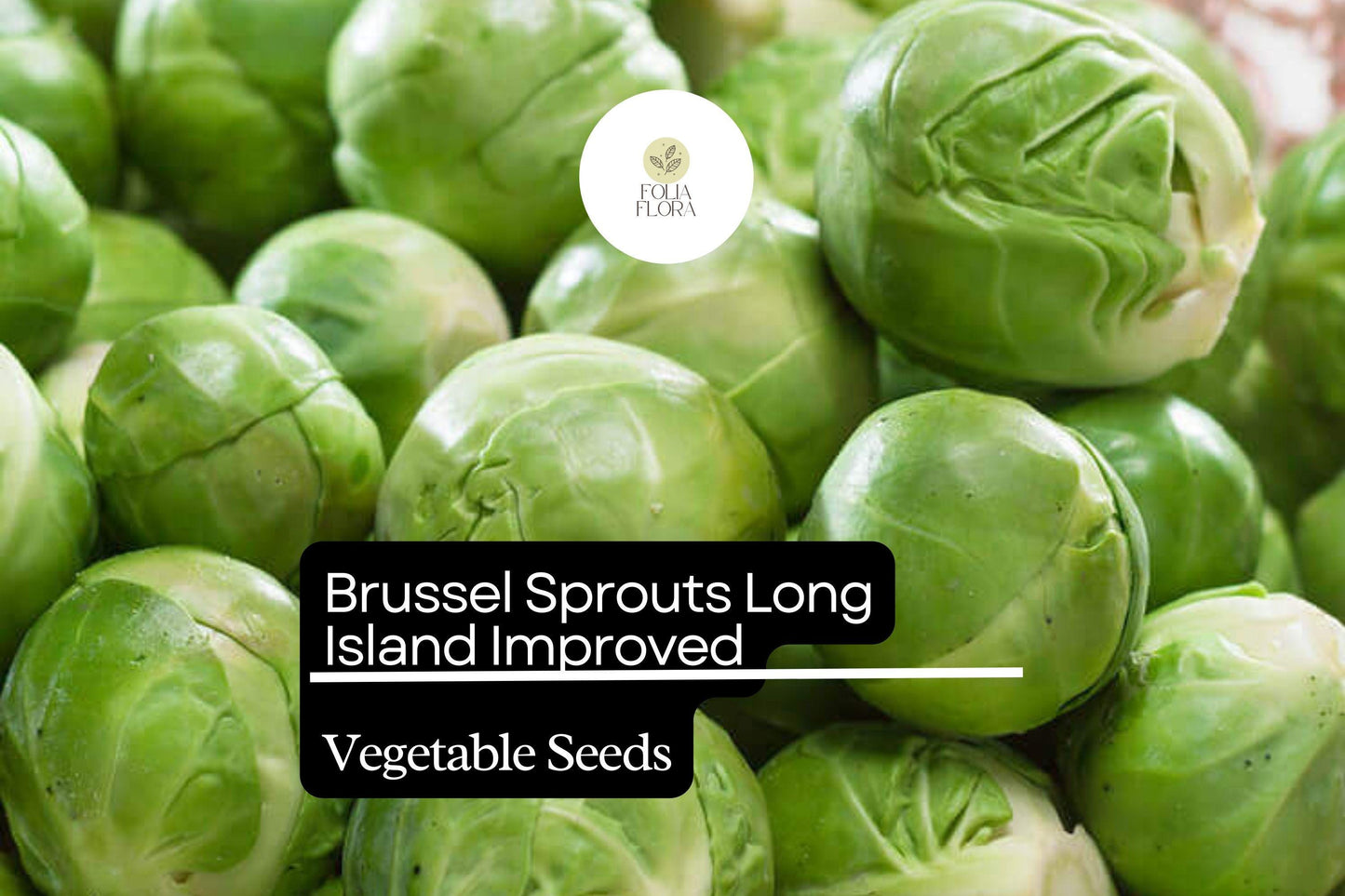 500+ Long Island Brussels Sprouts Seeds – Heirloom, Cold-Hardy Variety for Garden