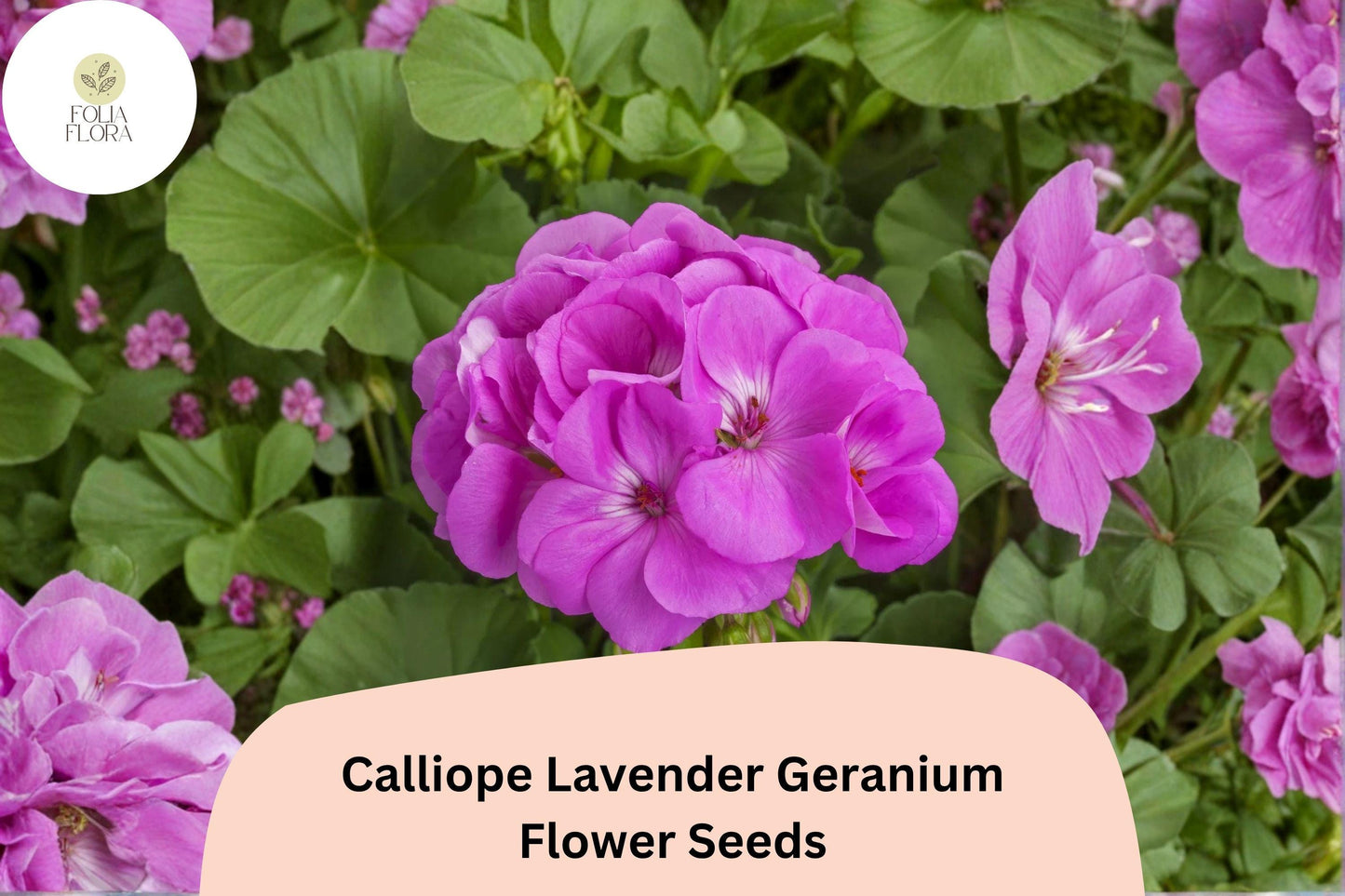 25+ Calliope Lavender Geranium Seeds | Bright Purple Blooms | Hybrid Zonal Ivy Geranium for Garden Pots or Beds
