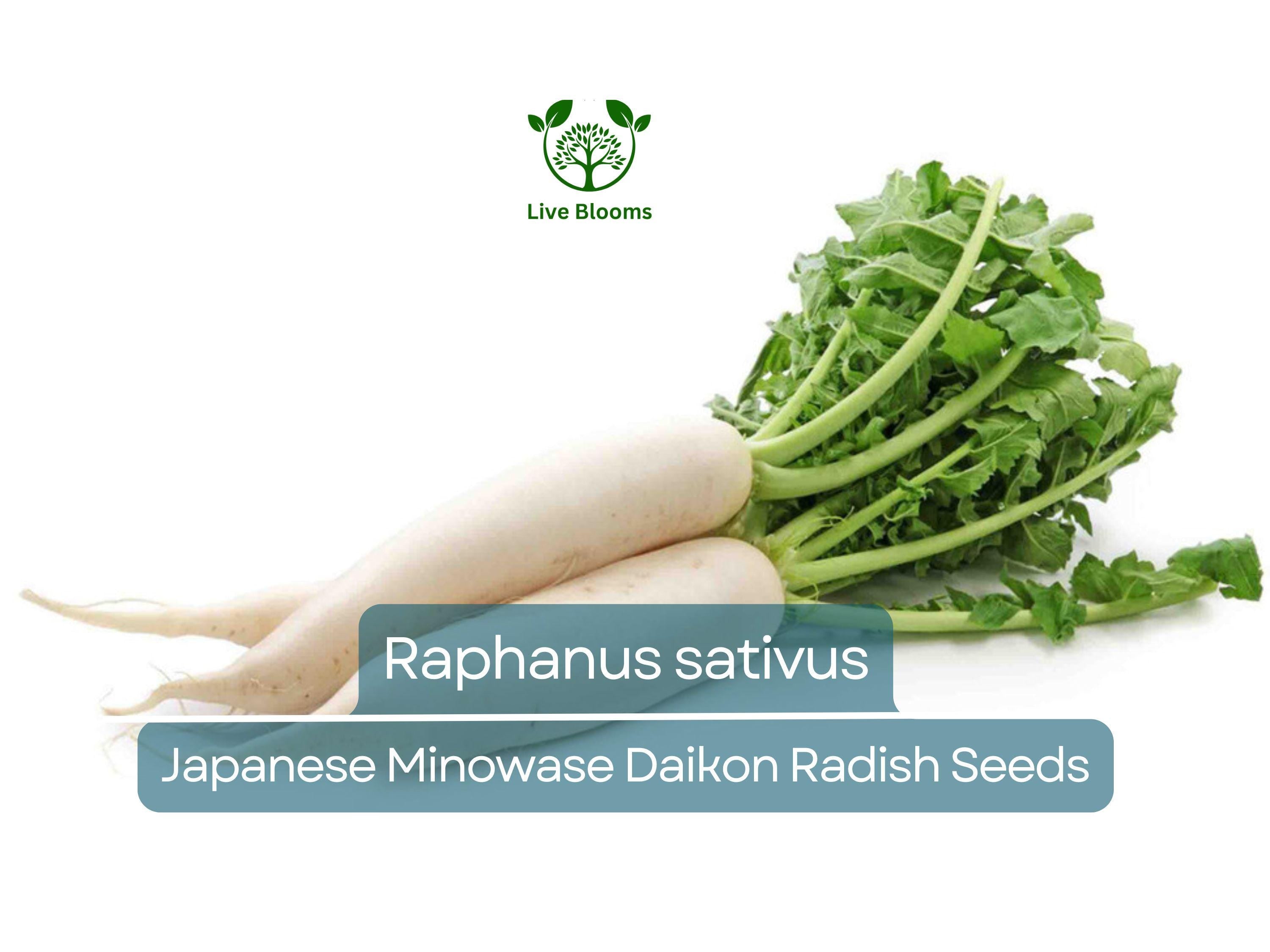 1 Gram Seeds Japanese Minowase Daikon Radish – Raphanus sativus | Heirloom Seeds for Planting, Gardening & Crisp White Harvests
