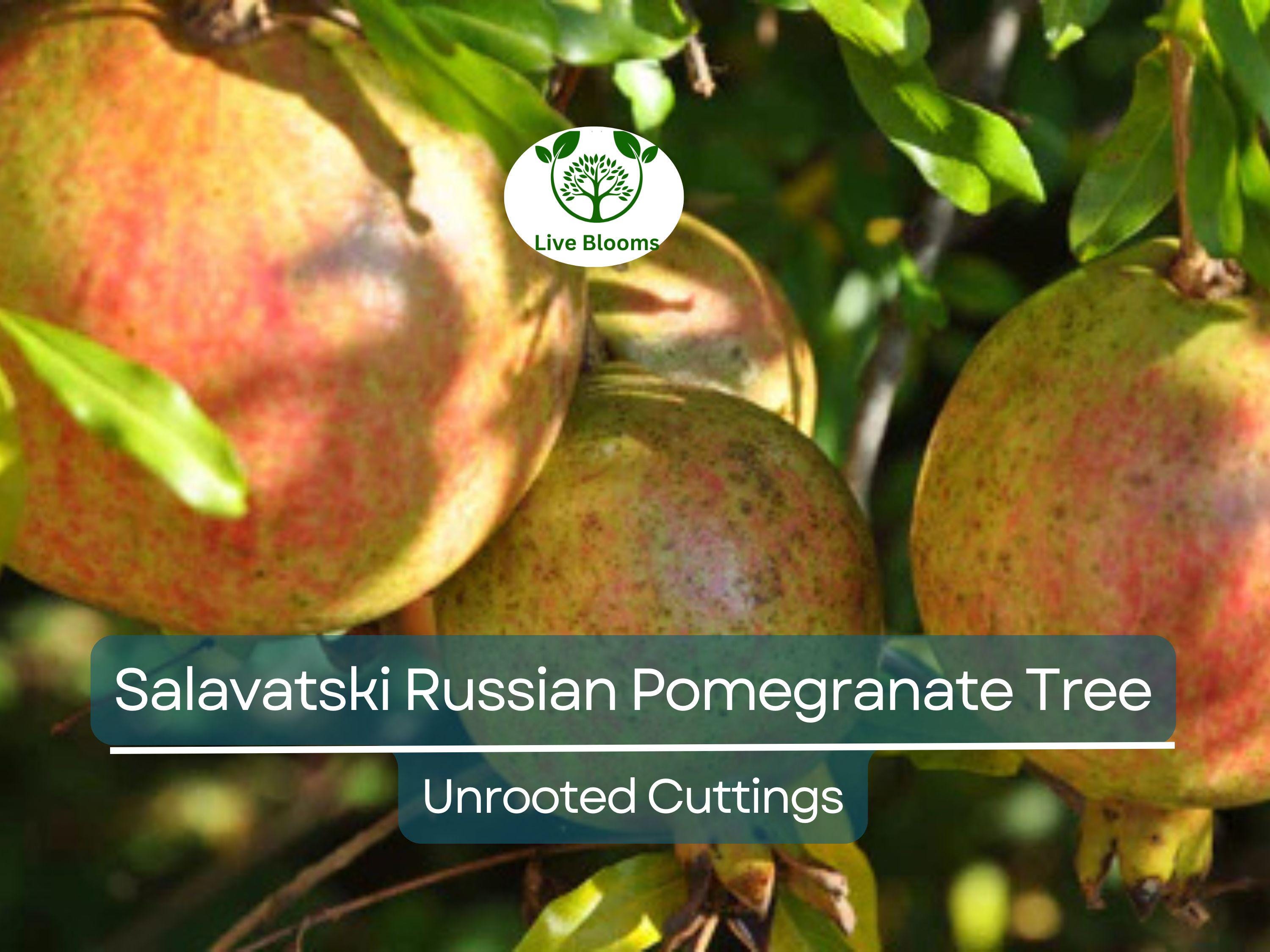3 Salavatski Russian Pomegranate Tree Unrooted Cuttings (Punica granatum) 10 inches – Hardy, Cold-Tolerant Variety