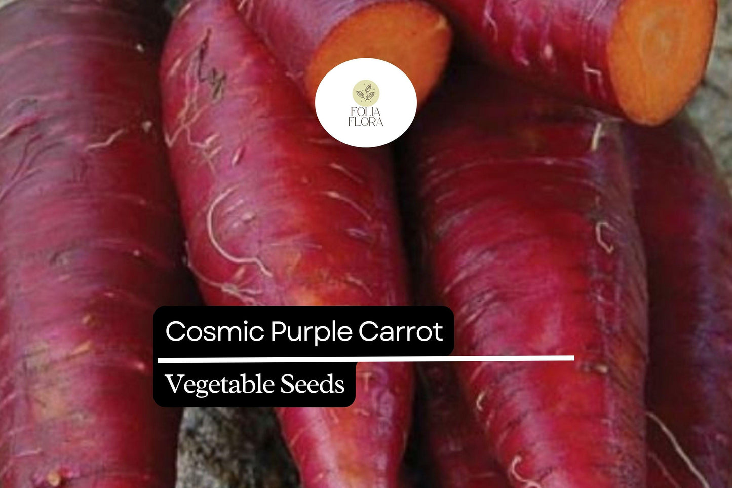 300 Seeds Cosmic Purple Carrot (Daucus carota) – Vibrant Purple Carrots with Sweet Orange Core
