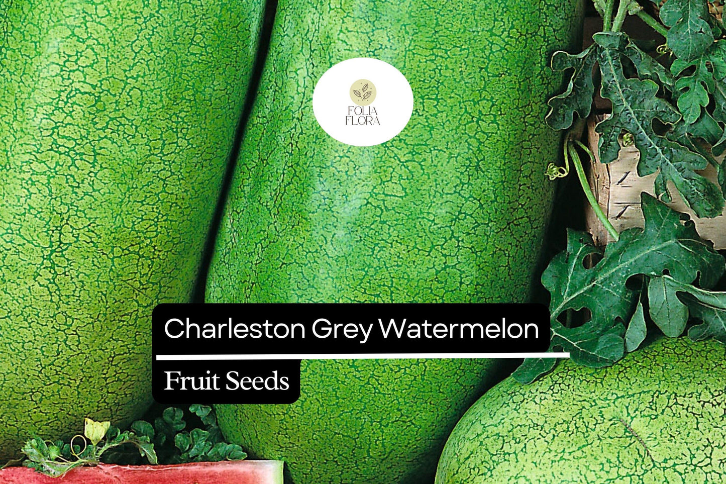 20 Seeds Charleston Grey Watermelon (Citrullus lanatus) – Sweet, Juicy, Classic Summer Favorite
