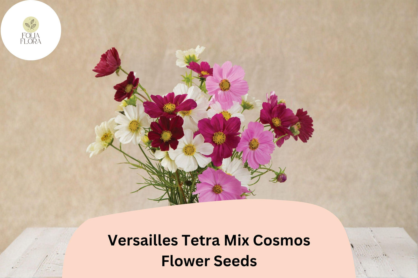 200+ Versailles Tetra Mix Cosmos Seeds | Cosmos bipinnatus Tall Cut Flower Mix | Easy Annual Garden Seeds