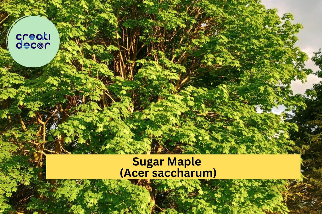 Sugar Maple Tree – 1 Live Bare Root Seedling, Acer saccharum Starter Tree for Shade or Landscape, Hardy Deciduous Maple Zones 3–8