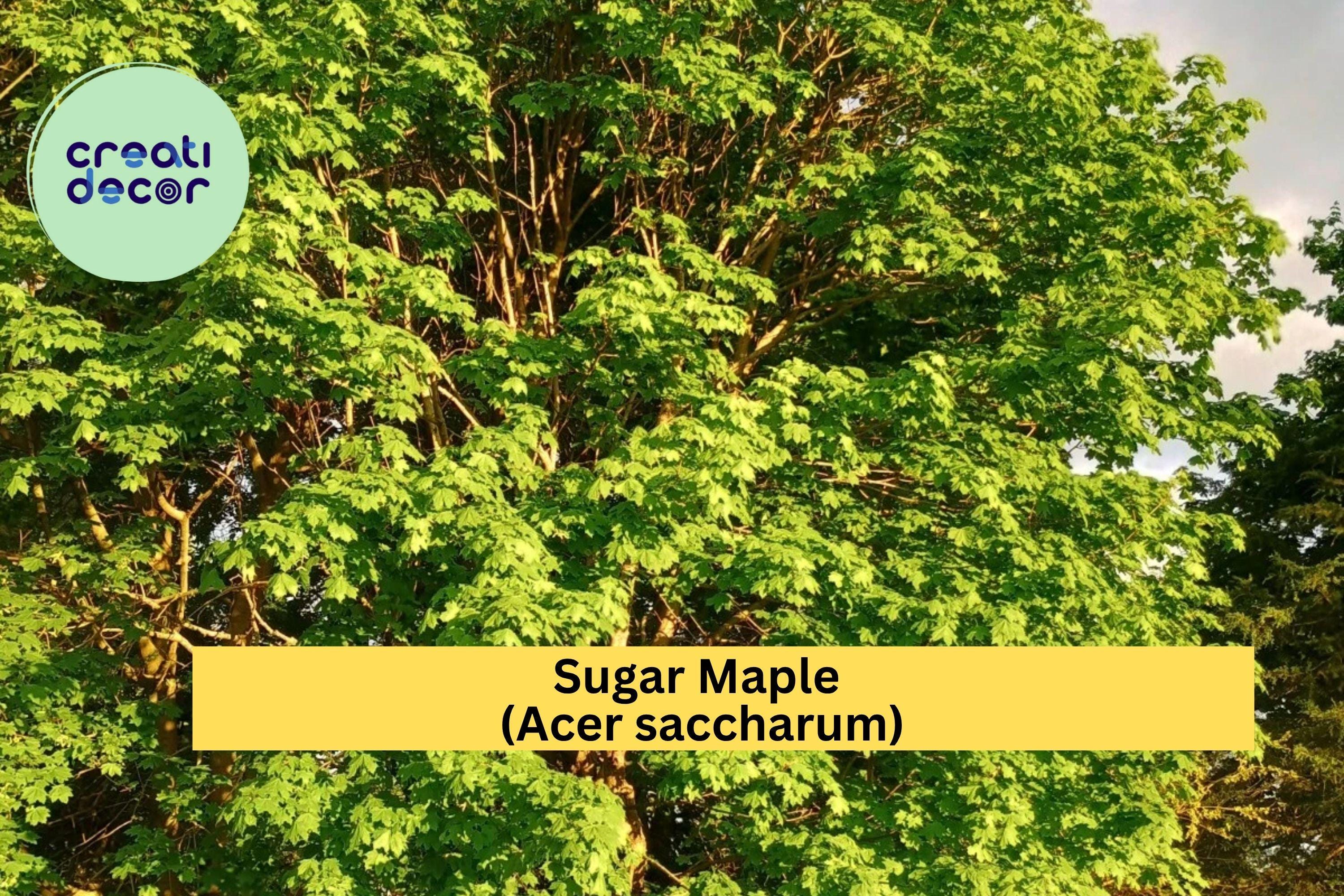 Sugar Maple Tree – 1 Live Bare Root Seedling, Acer saccharum Starter Tree for Shade or Landscape, Hardy Deciduous Maple Zones 3–8