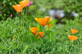 California Poppy Seeds – Eschscholzia californica, Bright Orange Wildflower, Drought Tolerant (50 Seeds)