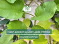2x 10” Rooted Pothos Cuttings | Neon Golden Queen Jade Philodendron Plant | Easy Care Houseplant, Indoor Vine, for Decor & Propagation