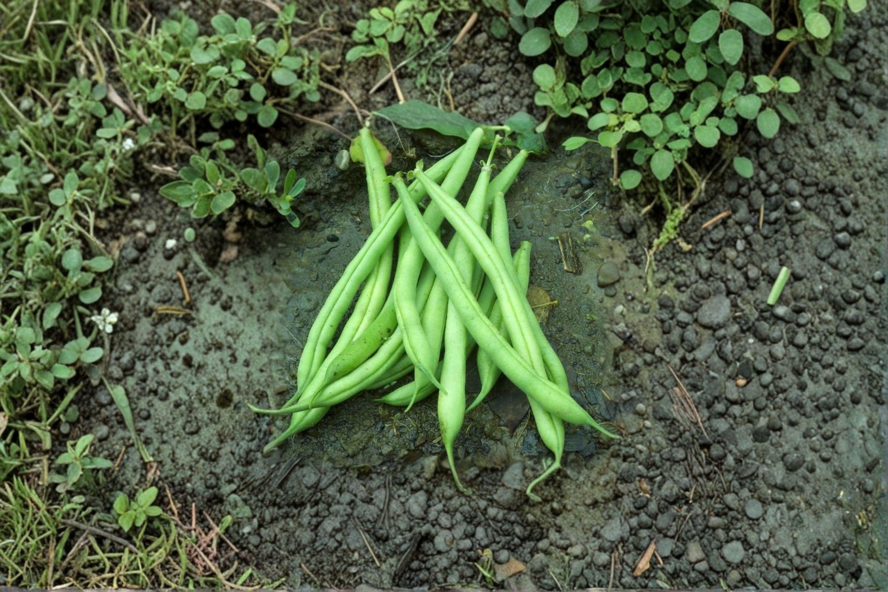 Provider Green Bush Bean 10 Seeds | Heirloom Vegetable | Early & Cold-Tolerant | Reliable High Yields