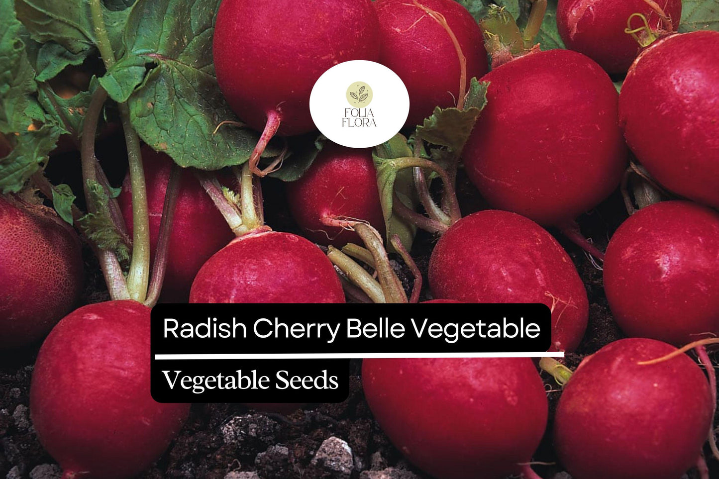 200 Seeds Cherry Belle Radish - Raphanus sativus | Quick-Growing Crunchy Red Radishes
