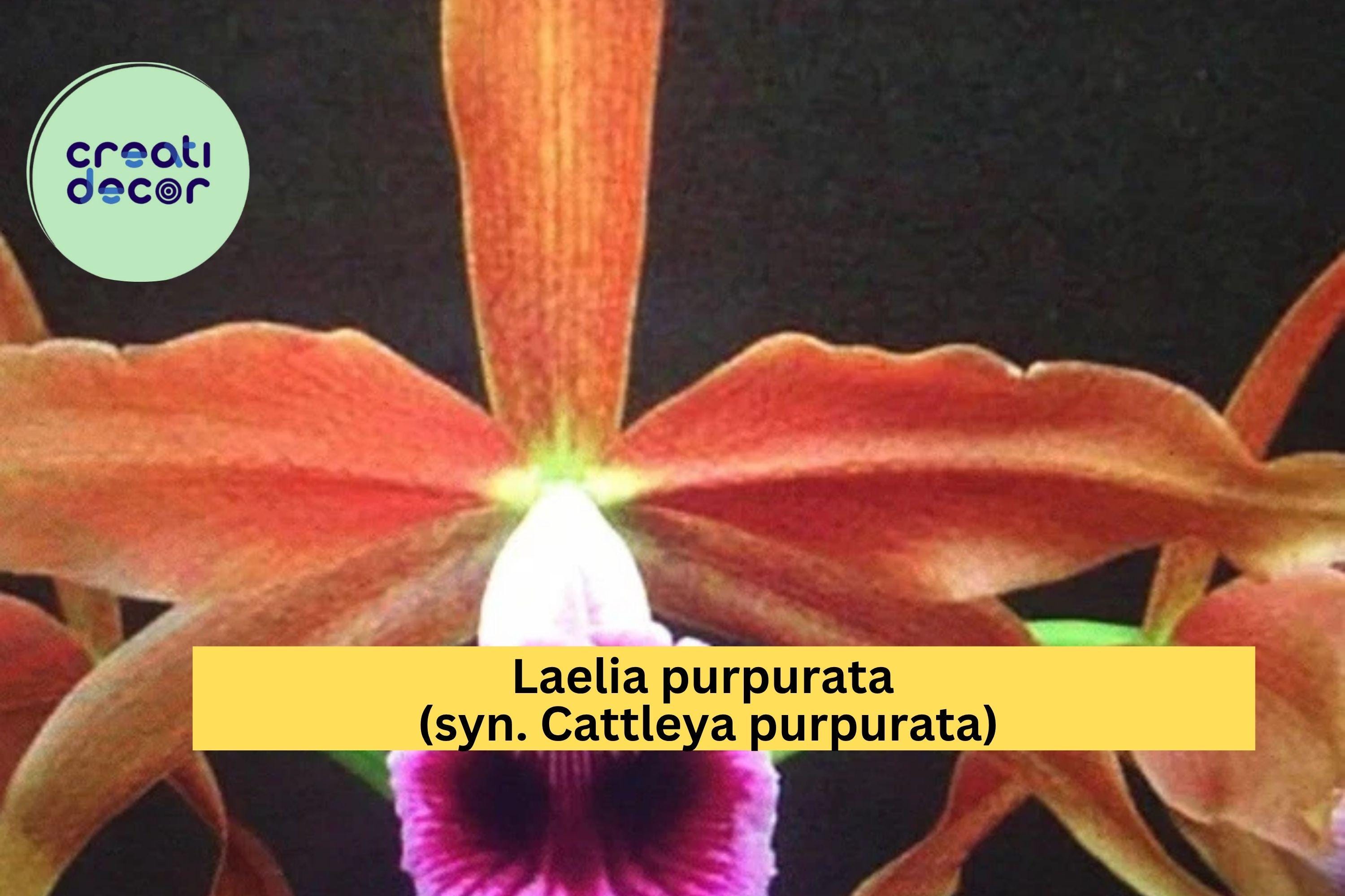 Laelia purpurata Orchid – Live Bare Root Plant, Assorted Varieties, Exotic Cattleya-Type Orchid for Collectors and Indoor Growing