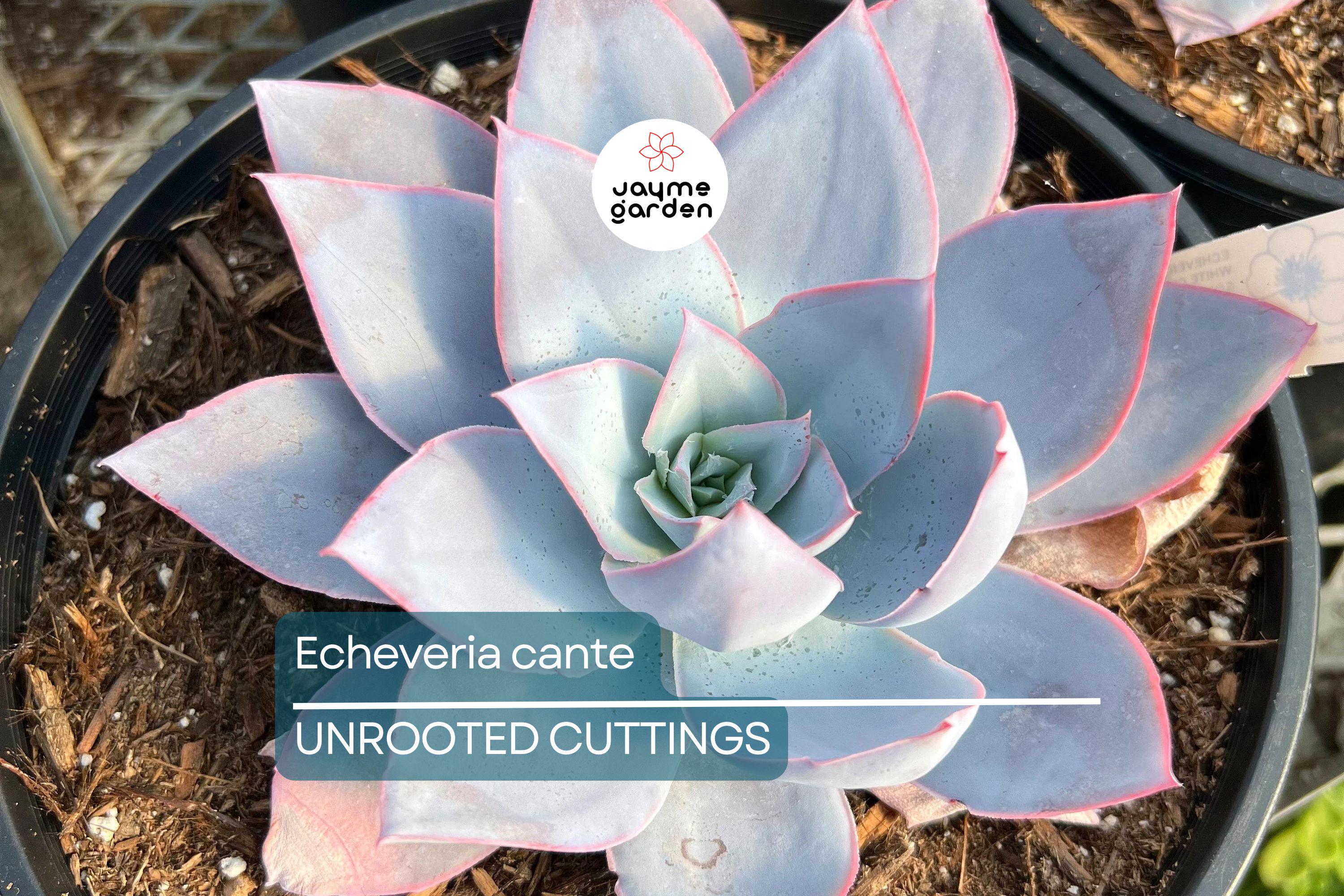 Echeveria Cante (White Cloud) Live Succulent Plant - Drought-Tolerant, Slow-Growing, 6-12" Tall