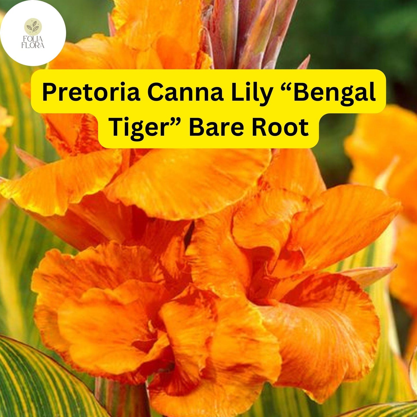 3 Bare Root Plants Pretoria Canna Lily “Bengal Tiger” Ready to Plant, Tropical Beauty