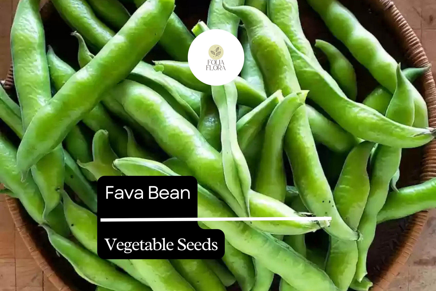 5g Fava Bean Seeds Vicia faba | Heirloom Broad Beans for Planting | Nutritious Cool-Season Vegetable