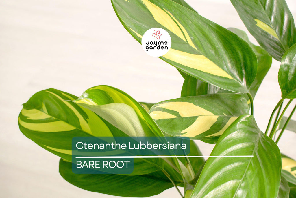 Ctenanthe Lubbersiana ‘Never Never Plant’ – 1 Live Variegated Prayer Plant (1-2’ Tall)