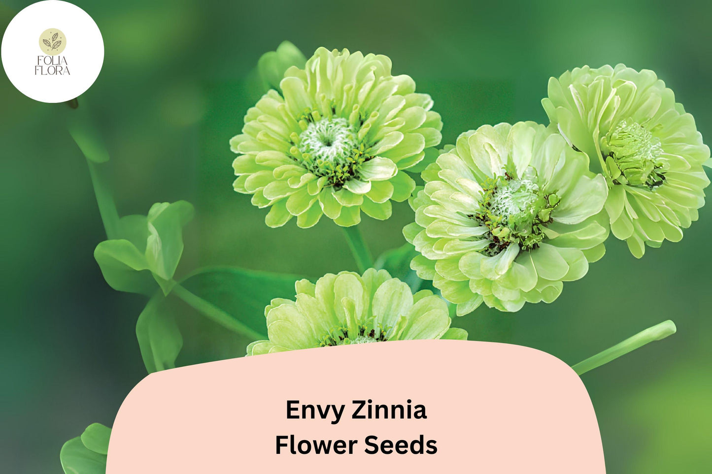 100+ Envy Zinnia Seeds – Unique Green Blooms for Summer Gardens & Cut Flowers