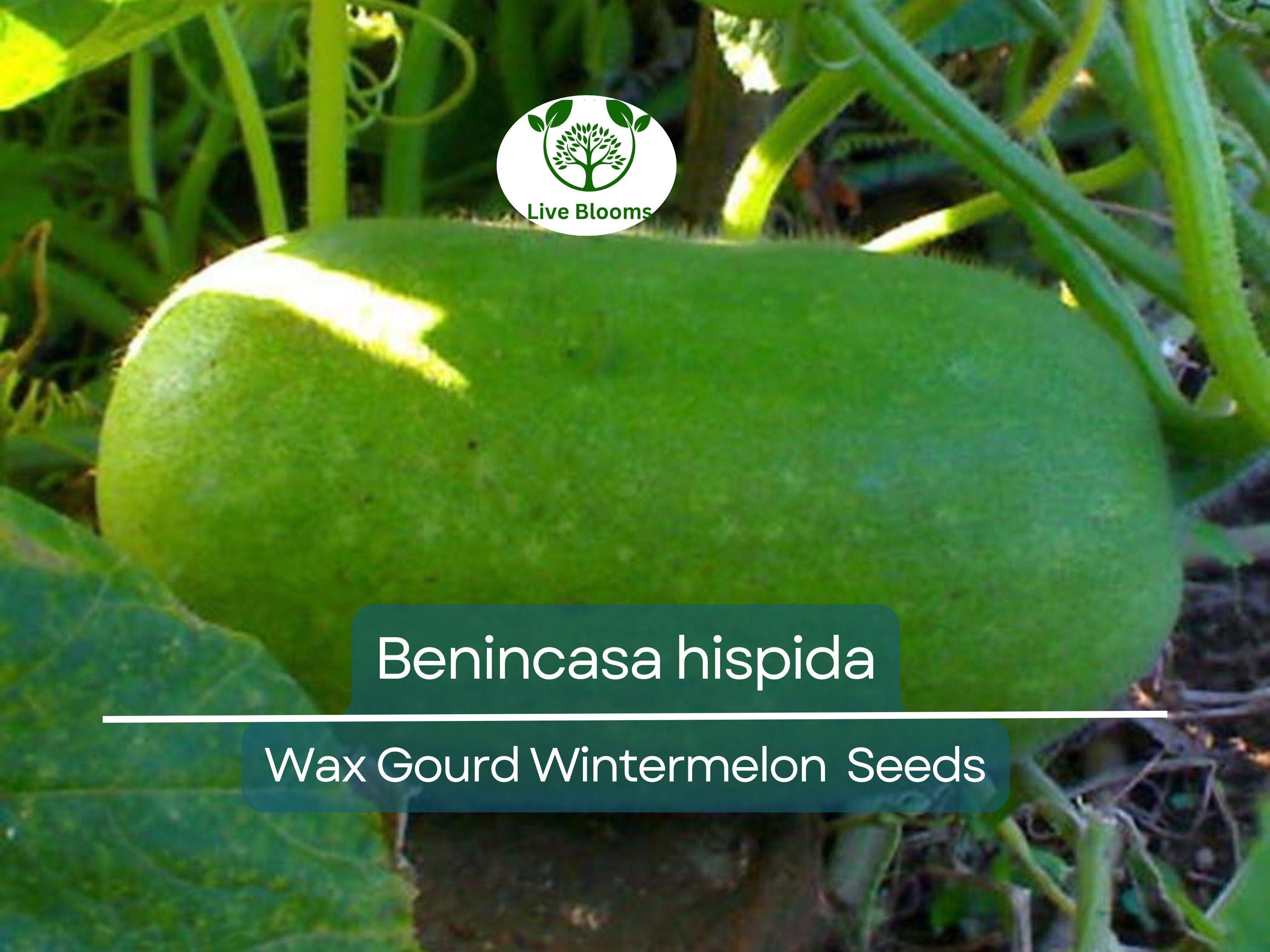 10 Seeds Wax Gourd Wintermelon (Benincasa hispida) – Non-GMO, Heirloom, Edible, Easy to Grow, Perfect for Garden Planting & Fresh Harvests