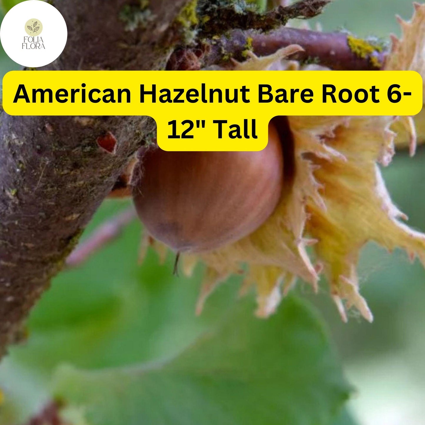 2 Bare Root American Hazelnut Trees, 6-12" Tall, Live Trees, Ready to Plant