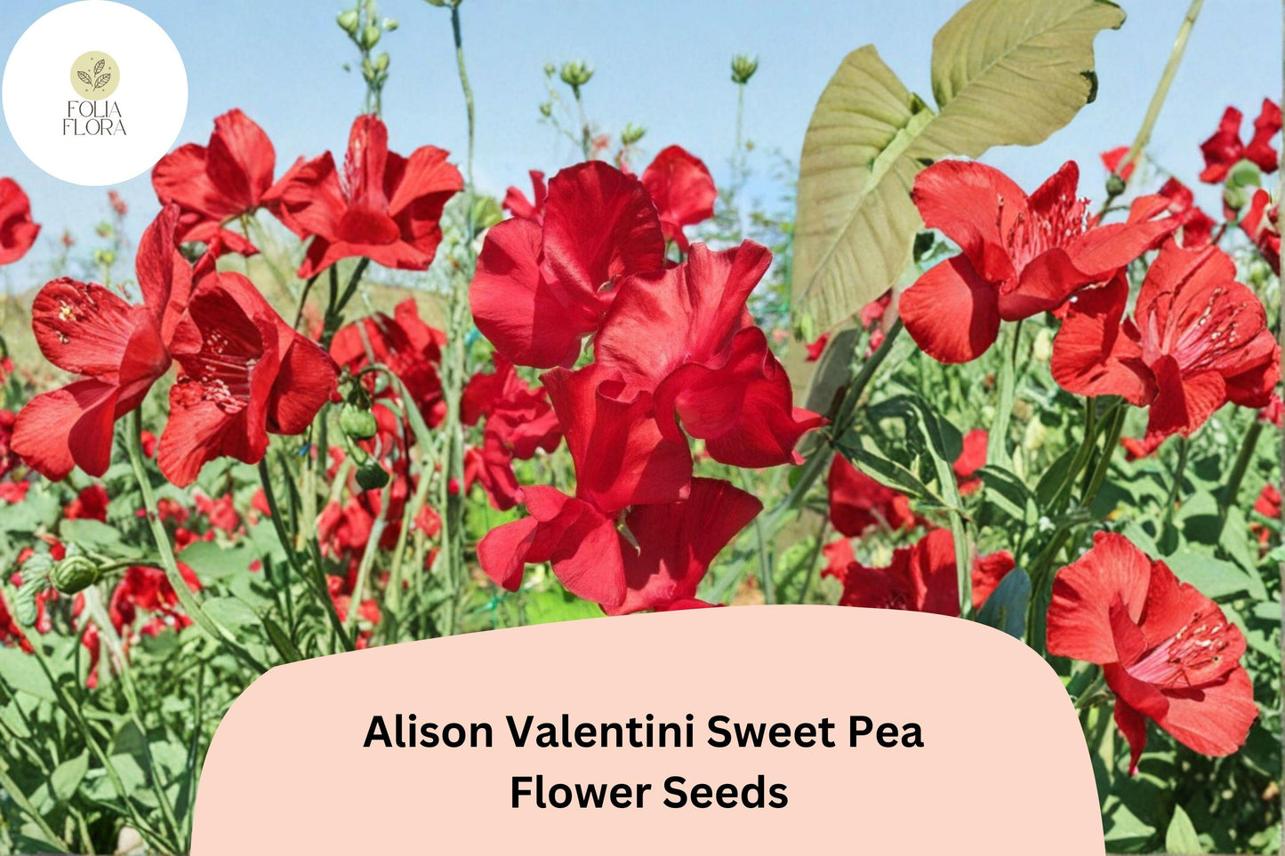 Alison Valentini Sweet Pea 50+ Seeds for Planting – Fragrant Pink Climbing Flower Vine