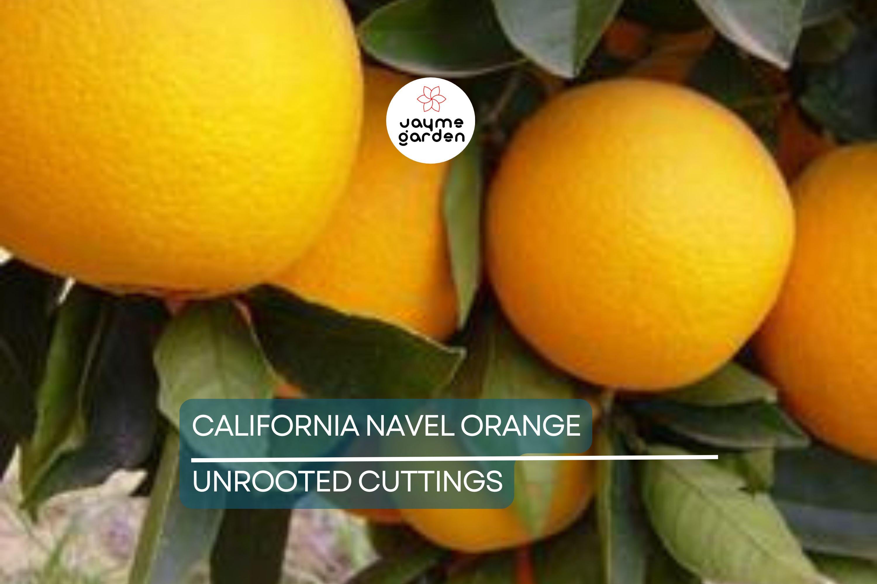 California Navel Orange Cuttings | 5 Pieces | Grow Your Own Fruit Tree | Healthy, Fresh Cuttings | Perfect for Backyard Garden