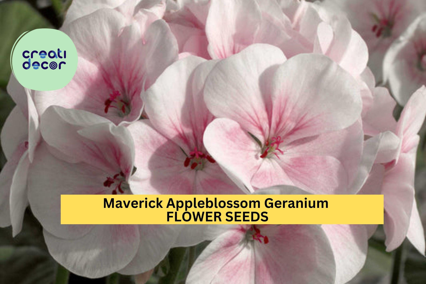 25+ Maverick Appleblossom Geranium Seeds – Soft Pink & White Blooms for Garden Planting, Bedding Container Gardens – USA