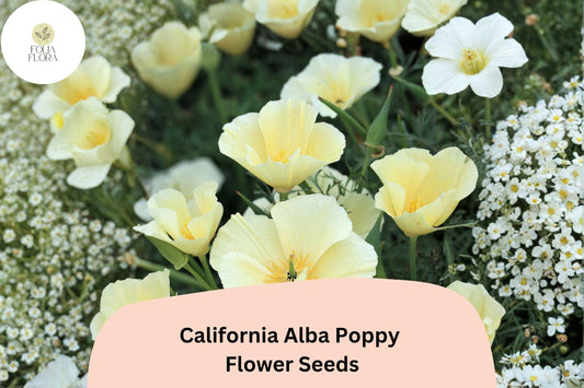 200+ California Alba Poppy Seeds | Eschscholzia californica | White Bloom Wildflower | Easy Garden Flower Seeds