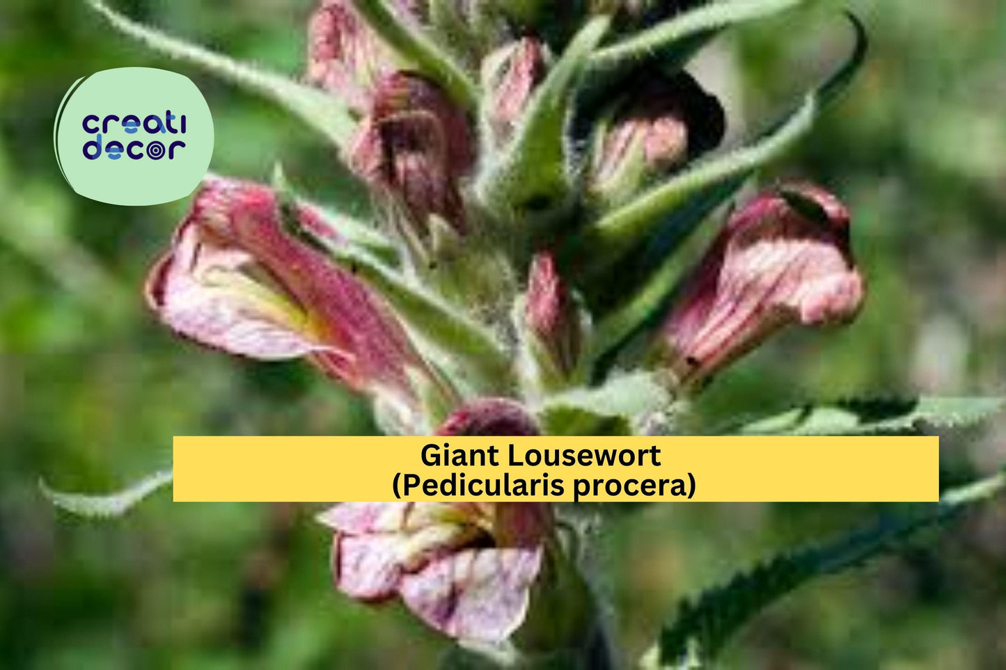 Giant Lousewort Seeds (Pedicularis procera) – 100 Native Wildflower Seeds | Moist Soil Perennial | Pollinator-Friendly