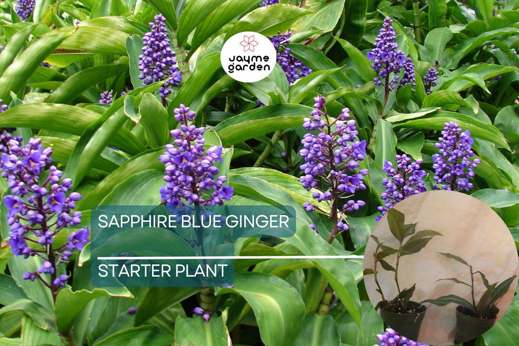 Sapphire Blue Ginger Starter Plant - Dichorisandra Thyrsiflora - Air Purifying, Evergreen, Cold Resistant, Deer & Drought Resistant