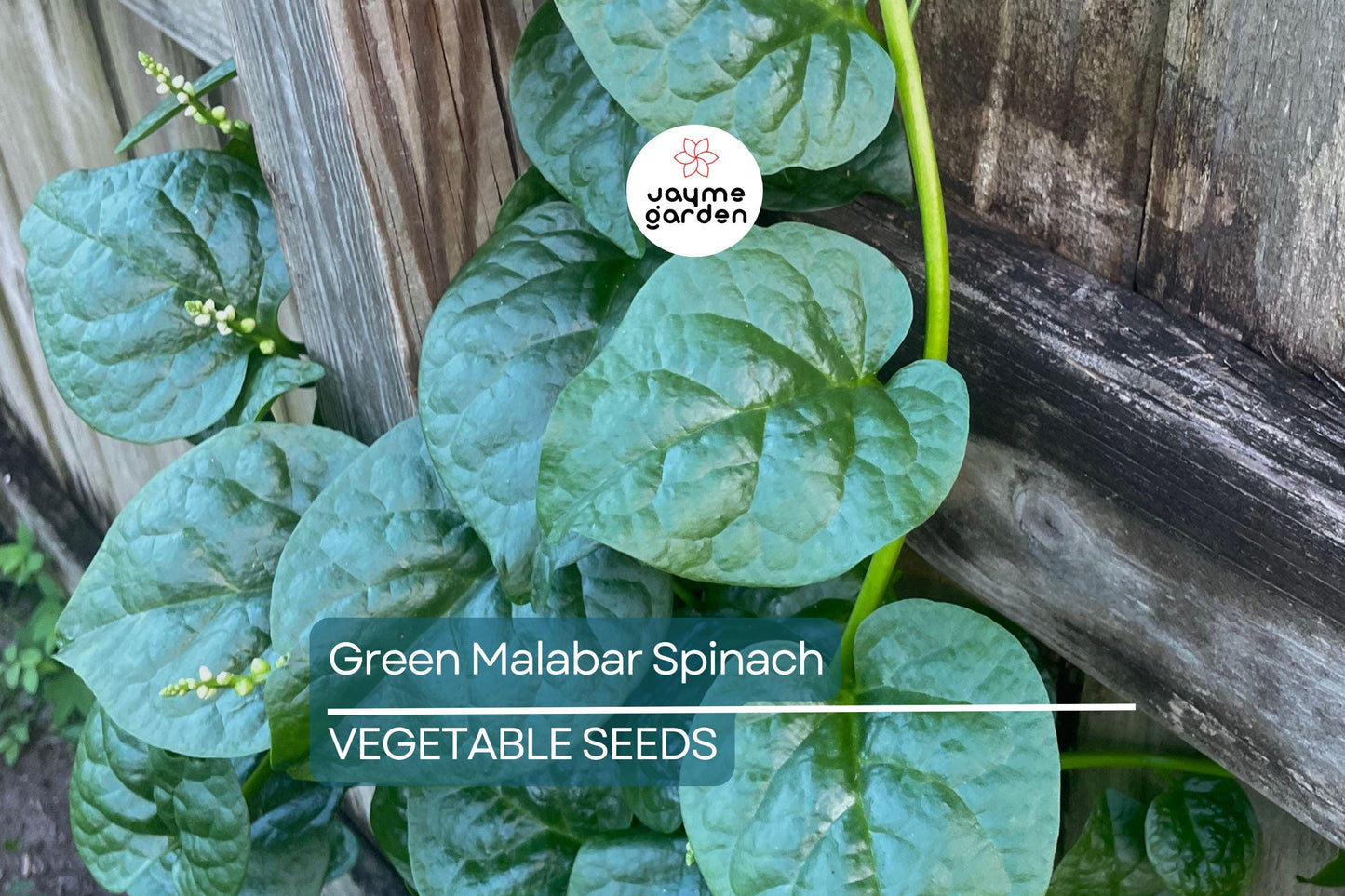 100 Green Malabar Spinach Seeds - Heat-Tolerant Climbing Vine, Non-GMO, Specialty Green