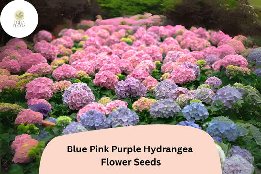 25 Blue Pink Purple Hydrangea Seeds | Mixed Color Blooms | Ornamental Shrub | Garden or Pot Plant | Long-Lasting Flower Show