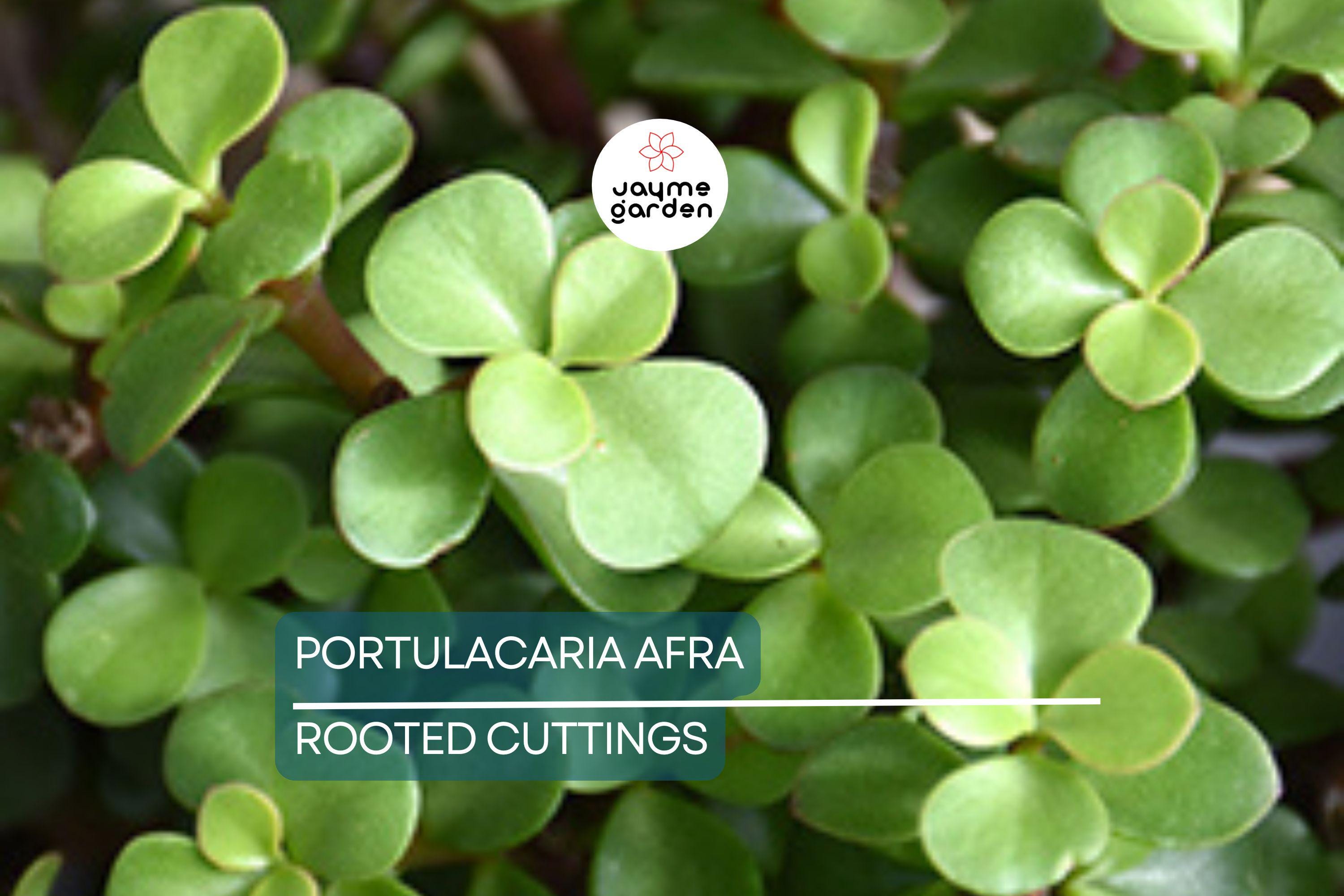 Portulacaria afra Green Elephant Bush - Rare Mini Jade Tree Bonsai - 4" Bare Root Plant - Easy to Care For