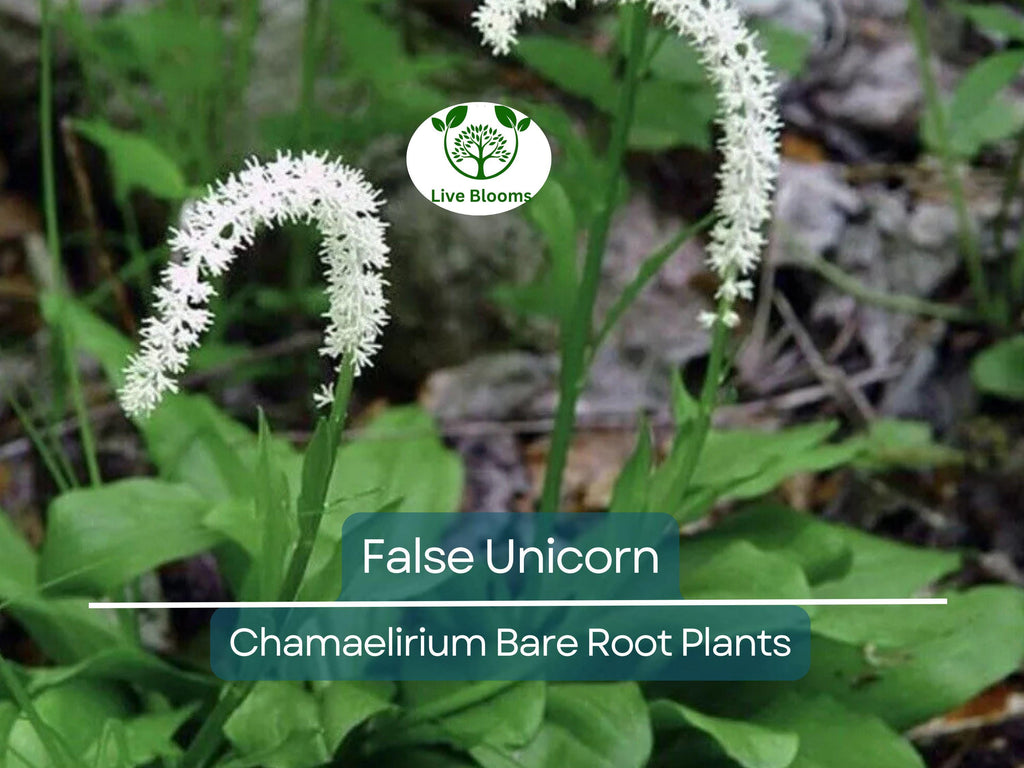 3 False Unicorn Plants – Bare Root Chamaelirium luteum – Native Wildflower for Shade Garden – Rare Woodland Perennial