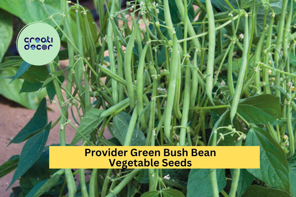 3pcs x 5g Provider Bush Bean Seeds – Reliable Green Beans for Garden Rows, Raised Beds, or Container Growing Seeds for Planting