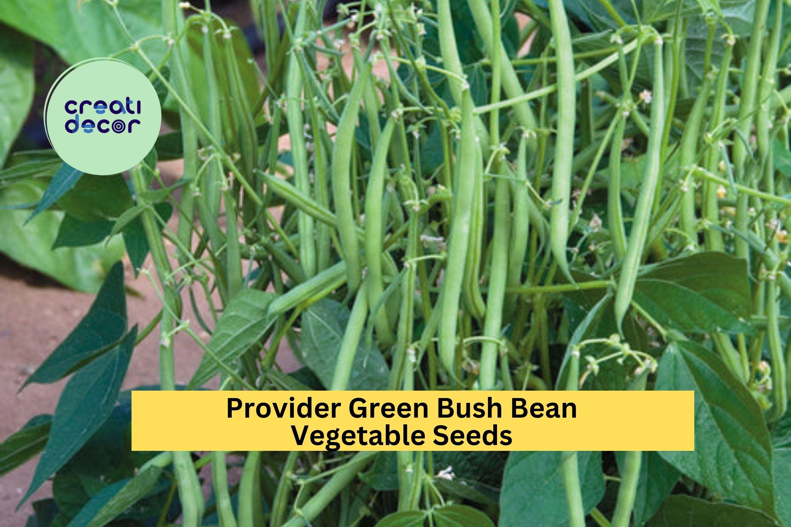 3pcs x 5g Provider Bush Bean Seeds – Reliable Green Beans for Garden Rows, Raised Beds, or Container Growing Seeds for Planting