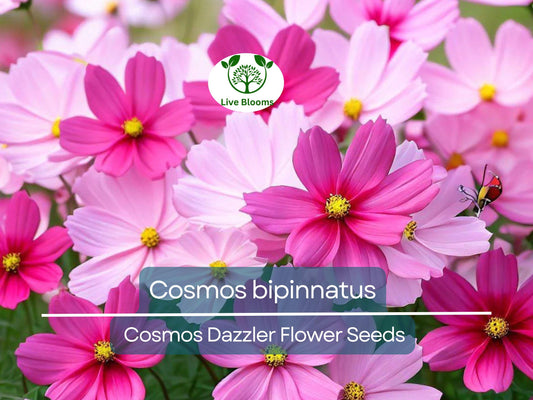 1 Gram Seeds Cosmos Dazzler for Planting | Cosmos bipinnatus Vibrant Pink Blooms for Gardens, Pollinator Habitats & Decorative Landscaping