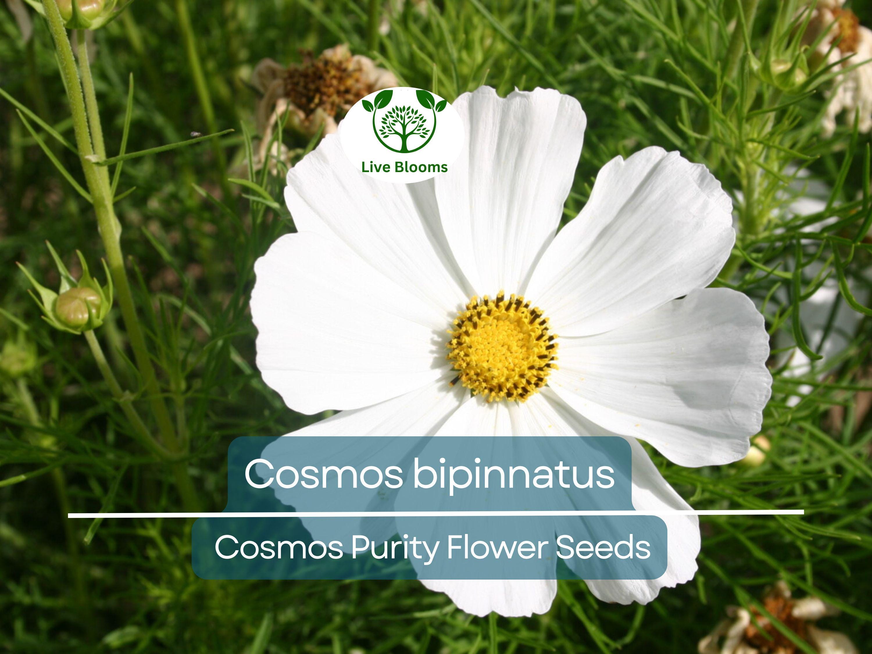 1 Gram Seeds Cosmos Purity for Planting | Cosmos bipinnatus Elegant White Annual Flower for Gardens, Pollinator Habitats & Landscaping