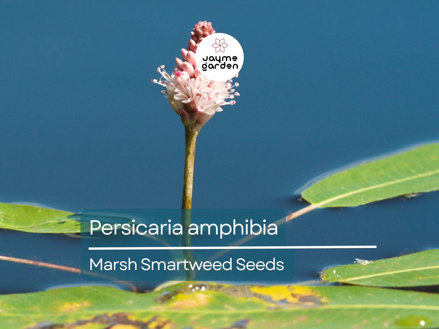 50 Seeds Persicaria Amphibia | Marsh Smartweed for Planting | Aquatic Perennial Water-Loving Plant | Wildlife Habitat & Pollinator-Friendly