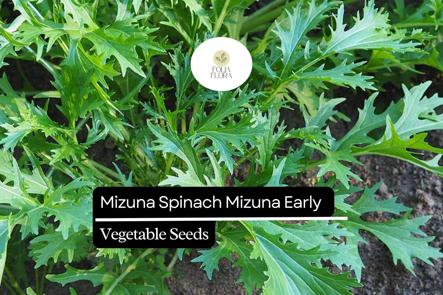 500mg Mizuna Spinach Early Seeds Brassica rapa | Nutritious, Fast-Growing, Mild Flavor, Non-GMO, Edible Greens for Salad