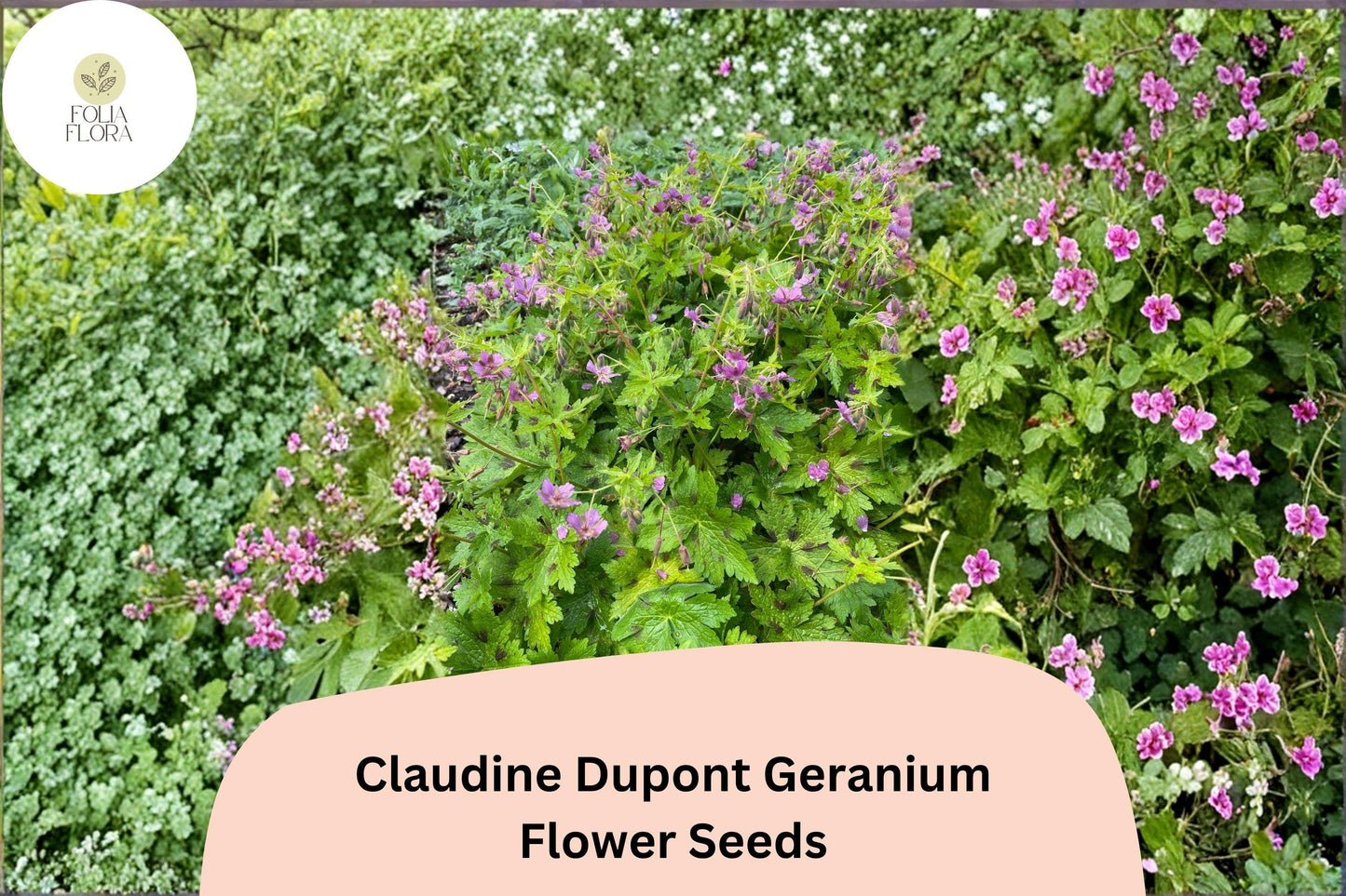 25+ Claudine Dupont Geranium Seeds | Elegant Purple Blooms | Long-Blooming Garden Flower for Pots & Borders