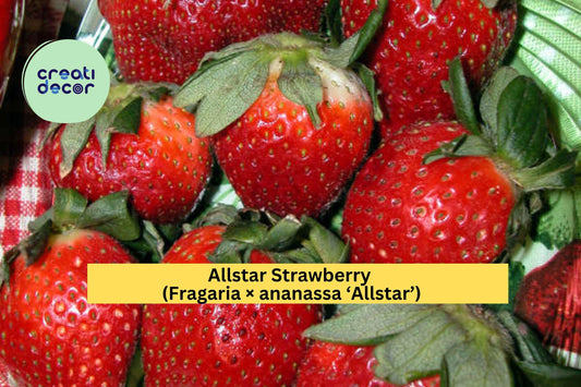 Allstar Strawberry Bare Root Plants – Set of 5 – Fragaria × ananassa ‘Allstar’ – Mid-Season June-Bearing Fruit Variety